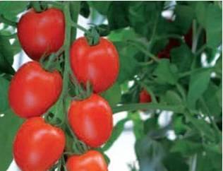 HARMONY F1: An excellent indeterminate hybrid tomato with oval fruits for greenhouse Indeterminate Maturity 60 75 days from transplanting Fruit weight 120 Yield potential 12 15 Kgs per plant with up