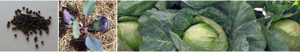 Cabbages PRETORIA F1: A hybrid fresh market cabbage with excellent heat tolerance.
