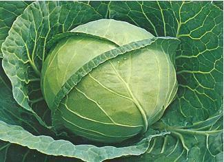 FABIOLA F1: An excellent hybrid cabbage with superior qualities Superior field holding capacity Maturity 75-80 days from transplanting Head weight 5kg Yield potential 60 tons per acre Semi flat head