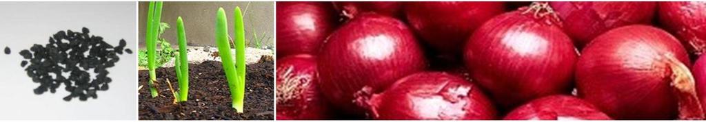 Onions BOMBAY RED: An excellent red onion with high market demand Very pungent onion Maturity 1 days from transplanting Very popular red onion with farmers and the market Yield potential 16 tonnes