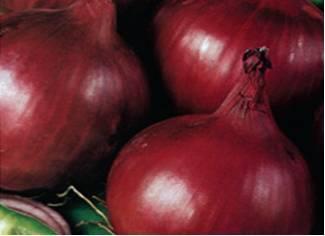 demand Well adapted to diverse climatic conditions Maturity 1 days from transplanting Ideal onion for the fresh market Yield potential 16 tonnes per acre Good storage quality Deep red colour 10 :