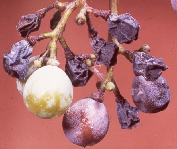 Black Rot Control (Organic) Resistant varieties: Chambourcin, Cynthiana (Norton),