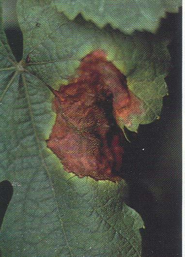 Botrytis Bunch Rot (Botrytis cinerea) Especially