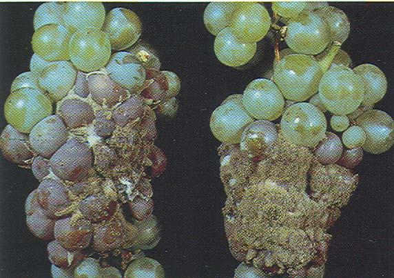 Beneficial fungicide Trichoderma harzianum use
