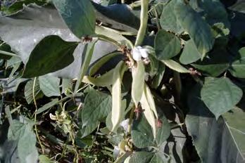 and disease than some other beans. Lima bean (Phaseolus lunatus).