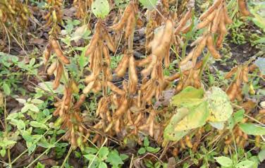 This spreading bean plant is an excellent cover crop for old garden sites protecting and