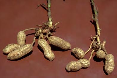 It suits drier areas and can be grown as a hedge plant. The young pods, seeds and leaves are edible. Peanut (Arachis hypogea).
