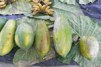 Fruit There are lots of local fruit that are enjoyed in Nigeria. Perhaps some of the favourites include: Boabab (Adansonia digitata).