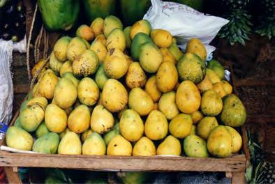 Mango (Mangifera indica). This Indian fruit is now grown worldwide in the tropics.