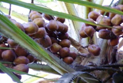This is a branched palm. It suits drier areas. The fruit and nut can be eaten as well as sap, starch from the trunk and the growing tip. Bush mango (Irvingia gabonensis).