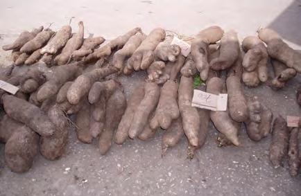 Yams Greater yam (Dioscorea alata) is probably the most widely grown yam in the tropical world but is probably