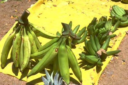 Other starchy staple crops Banana (Musa spp.