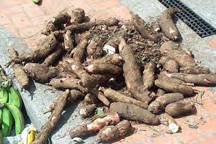 lowlands of Nigeria. Cassava (Manihot esculentum) is an easy to grow and popular root crop.