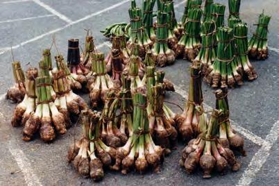 Taro (Colocasia esculenta) is a root crop suited to hot climates but it can develop some