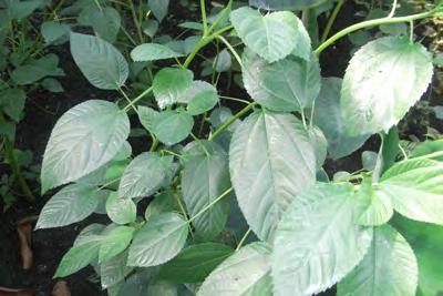 Jute (Corchorus olitorius). The leaves of this annual leafy plant are popular and nutritious.
