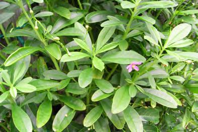 The leaves are usually cooked and are slimy and used to thicken soups. Lagos bologi (Talinum triangulare).