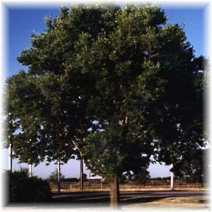 H is for the Hackberry Tree that grows wildly in the Rice School habitat. The Hackberry Tree is also called a sugar tree.
