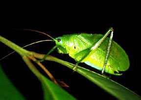 K is for the katydid hopping through the smooth grass in the Rice School habitat. Katydids look exactly like grasshoppers and crickets.