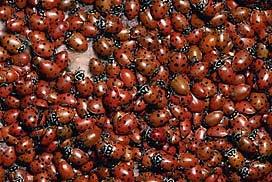 There are 5,000 different kinds of lady bugs world