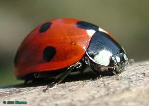 A lady bug beats its wings 85 times a second when it