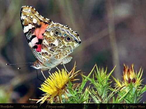 P is for the Painted Lady Butterfly that flies around in the Rice School habitat.