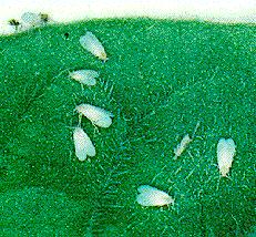 W is for the whitefly that flies around the Rice School habitat. Whitefly When the whitefly is an adult, its body is yellow.