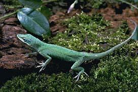 The anole lizard comes from the state of Texas, and you can find it in LA,MS,AL,GA, and FL.