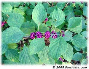 B is for beautyberry that grows in the Rice school habitat. A beautyberry grows 6 to 8 feet tall.