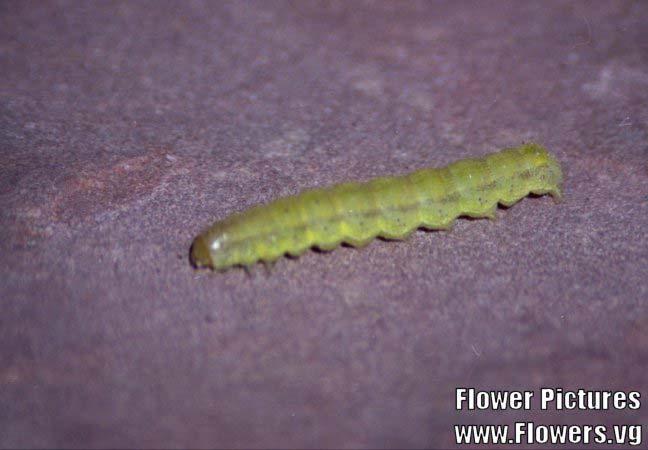 C is for the caterpillar that crawls around in the Rice School habitat. Caterpillars eat only plants. There are black poisonous caterpillar in plants or in grass.