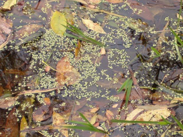 D is for the Duckweed in the Rice School Pond habitat. Duckweeds are the smallest flowering plants.