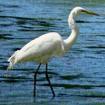 Egrets sometimes eat snakes,and anole
