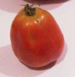 of tomato to use: Roma; also called paste tomatoes. They have fewer sides, thicker, meatier walls, and less water. And that means thicker sauce in less cooking time!