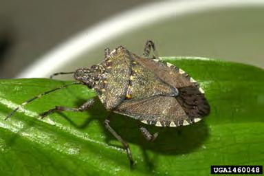 Brown Marmorated Stink Bug First reported in PA in 1998 Description