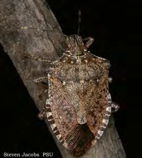 Brown Marmorated Stink Bug Habits In the fall, the adults aggregate on and inside houses, sheds and other