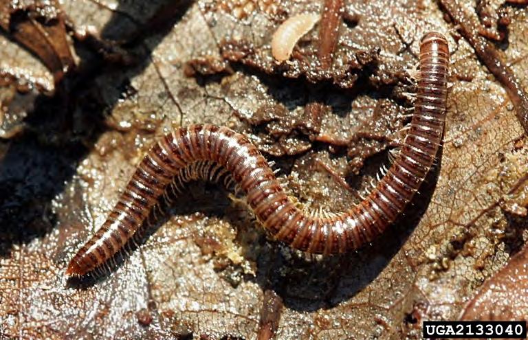 Millipedes Most common species that invades buildings is the garden
