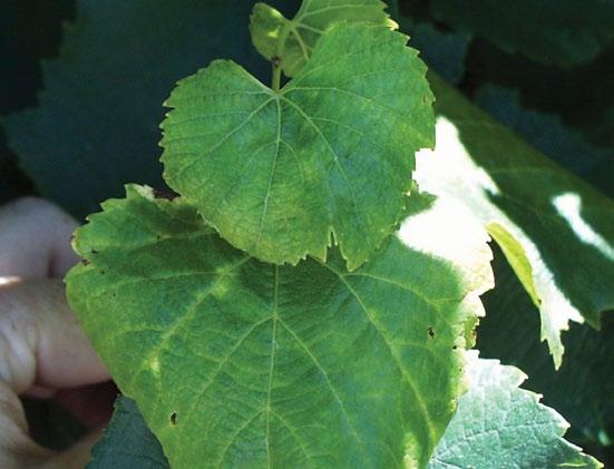 Australian grapevine yellows Fact Sheet JULY 2011 Summary Australian grapevine yellows disease (AGYd) is observed in many Australian grape growing regions from spring through to late summer and is