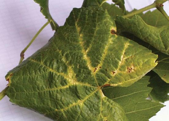 Phytoplasmas have not been successfully cultured in vitro. At least ten phytoplasma species have been associated with grapevine yellows diseases in many viticultural regions worldwide.
