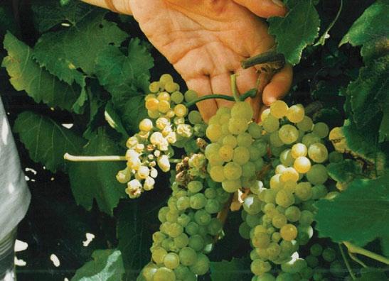 CPa is most commonly detected in symptomatic Australian grapevines. Both TBBp and CPa can occur in the same regions and the same vineyards.