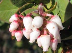 elderberry ADOXACEAE