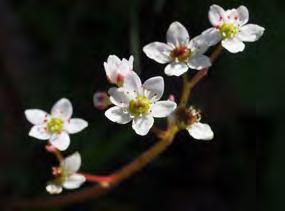Rubus ursinus /Vine