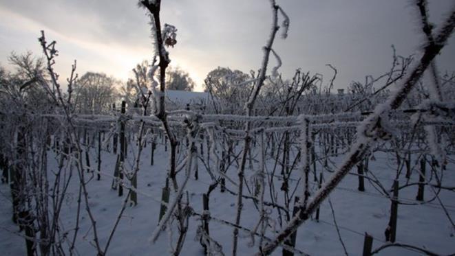 Vine Culture in emerging wine regions of Northern and Eastern Europe - development,