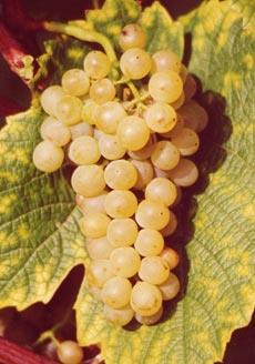 Varieties SOLARIS (FR 240-75) parents Merzling x (Saperawi x Muscat Ottonel) - 1975 frost-resistance fungus-resistance bud break ripening Yield must weight Wine Vineyard Other aspects: - 23 C (-9.