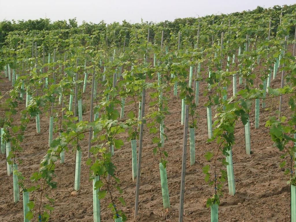 Antes nurseries and winegrowing Complete Service supplies for vineyards (poles,