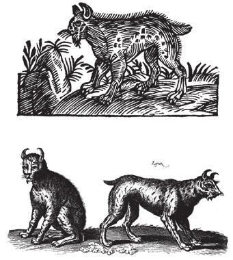 Of lynxes, beasts whose urine, so men say, Changes to stones, congealing in the air. Dioscorides (circa 40 c.