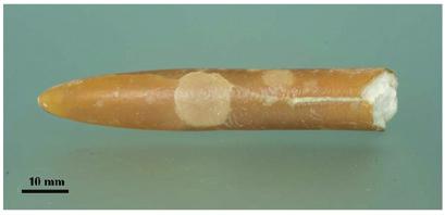 Fig. 9: Specimen of the Late Cretaceous belemnite, Belemnitella mucronata (Schlotheim 1813), from the Late Cretaceous of Maastricht, The Netherlands (Mnhnl. QB325). Fig.