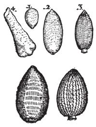 The more usual references to Lapis Judaicus, or Jew's Stones, apply to the isolated spines of various fossil cidaroid echinoids, particularly Balanocidaris glandifera (Goldfuss 1826) from the Late