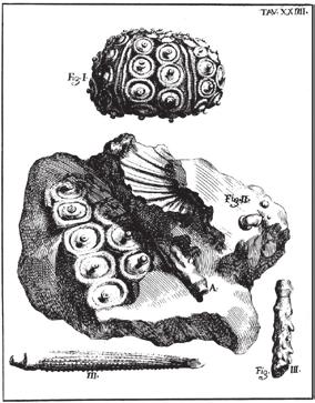 Fig. 18: Reproduction of Plate 24 from Scilla (1724); Fig. III shows a spine of Stylocidaris melitensis, identified by Scilla as an example of "Baculi S. Pauli" "St Paul's stick".