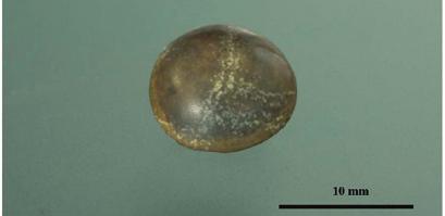 Fig. 22: Isolated tooth of Lepidotes mantelli (Agassiz 1833-1843) from the Cretaceous of the Peninsula de Setùbal, Lisbonne, Portugal (MnhnL QE150, Duffin collection). duced in Figure 21.