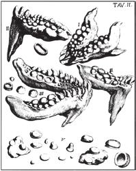 Fig. 24: Teeth of the extant Atlantic Wolf Fish, Anarhichas lupus Linnaeus,