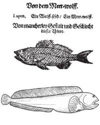 25: The extant Atlantic Wolf Fish, Anarhichas lupus Linnaeus, 1758.